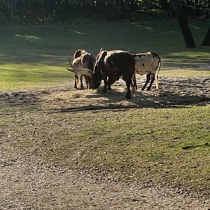 Ankole Cattle