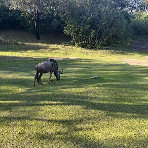 Wildebeest