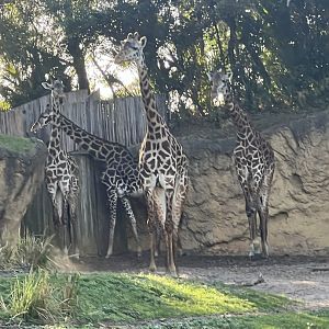 Giraffes
