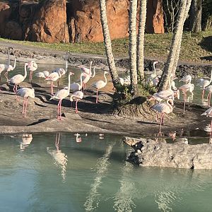 Greater Flamingos