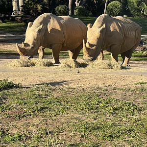 White Rhinoceroses