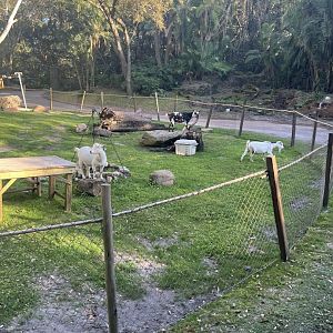 Nigerian Dwarf Goat Exhibit