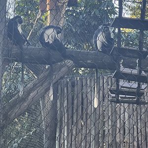 Angolan Colobus