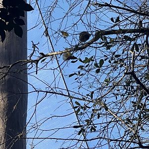 Taveta Golden Weavers