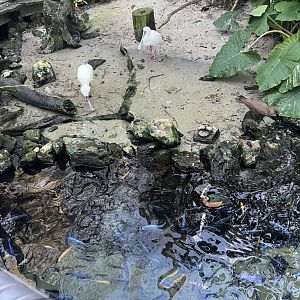 African Pygmy Goose and African Spoonbills