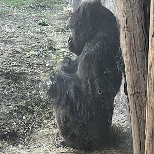 Western Lowland Gorilla