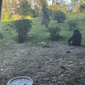 Western Lowland Gorilla