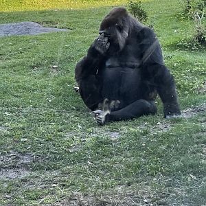 Western Lowland Gorilla