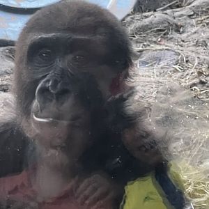 Western Lowland Gorilla