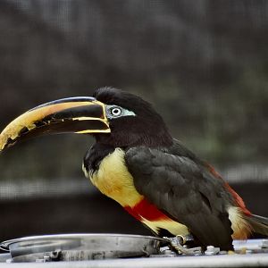 Chestnut-Eared Aracari (Pteroglossus castanotis)