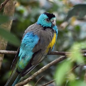 Golden-Shouldered Parrot (Psephotellus chrysopterygius) male