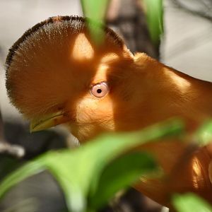 Guianan Cock-of-the-Rock (Rupicola rupicola) male