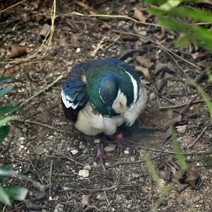 Negros Bleeding-Heart Pigeon (Gallicolumba keayi)