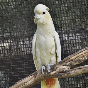 Philippine Cockatoo (Cacatua haematuropygia)