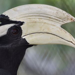Black Hornbill (Anthracoceros malayanus) male