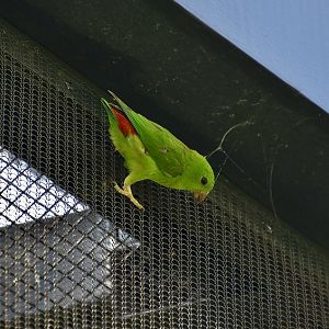 Blue-Crowned Hanging-Parrot (Loriculus galgulus) female - wild
