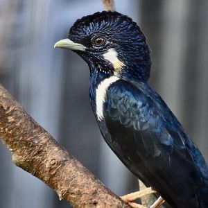 Sulawesi Crested Myna (Basilornis celebensis)