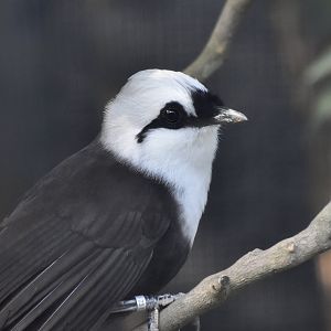 Sumatran Laughingthrush (Garrulax bicolor)