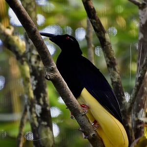 Twelve-Wired Bird-of-Paradise (Seleucidis melanoleuca) male