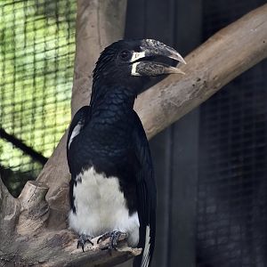 Western Piping Hornbill (Bycanistes fistulator) female