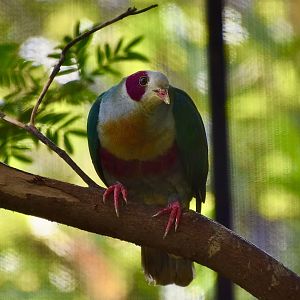 Yellow-Breasted Fruit-Dove (Ptilinopus occipitalis)