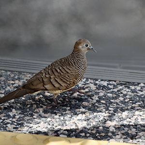 Zebra Dove (Geopelia striata) - wild