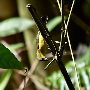 Ornate Sunbird (Cinnyris ornatus ornatus) female - wild