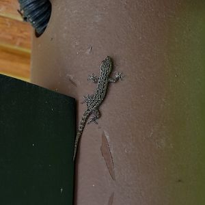 Asian House Gecko (Hemidactylus frenatus) - wild