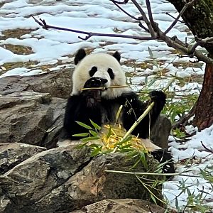 Giant Panda