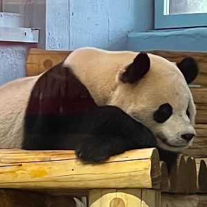 Giant Panda