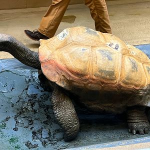 Enormous Aldabra Tortoise