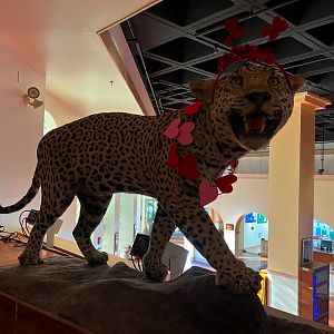 Jaguar Ready For Valentine's Day