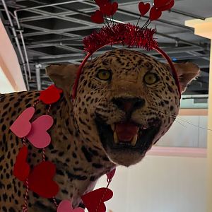 Jaguar Ready For Valentine's Day