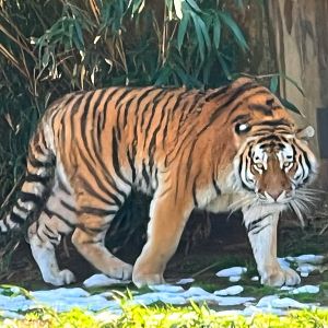 New Amur Tiger Vostok