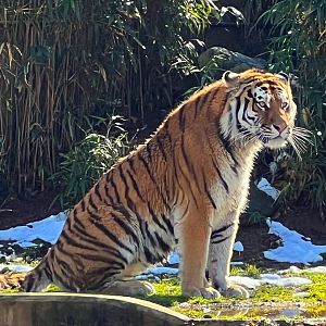 New Amur Tiger Vostok