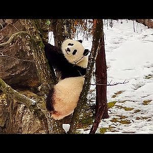 Lions, Tigers & Pandas Oh My! - YouTube