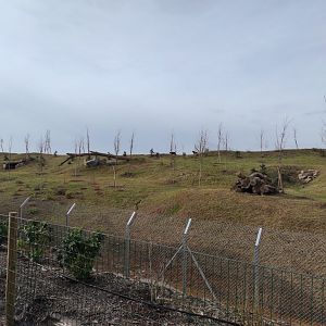 Canadian wolves exhibit