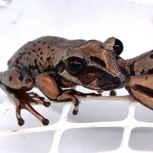 Bruno's Casque-headed Tree Frog (Aparasphenodon brunoi)