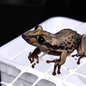 Bruno's Casque-headed Tree Frog (Aparasphenodon brunoi)