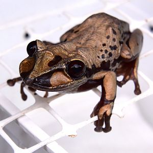 Bruno's Casque-headed Tree Frog (Aparasphenodon brunoi)
