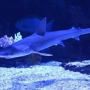 Human’s Whaler Shark (Carcharhinus humani)