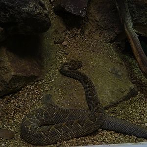 Houston Zoo rattlesnake (Reptile House)
