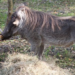 Common Warthog (Phacochoerus africanus)