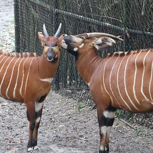 Eastern Bongos (T. e. isaaci)