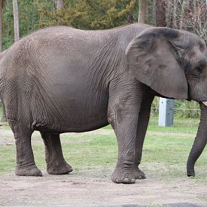 African Bush Elephant (Loxodonta africana)