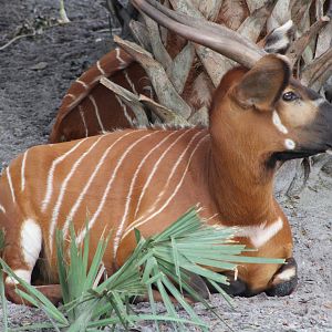 Eastern Bongo (T. e. isaaci)