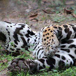 Harry the Jaguar (Panthera onca)