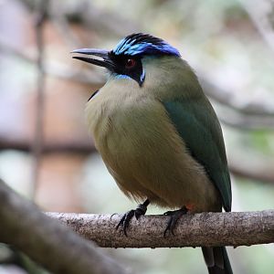 Amazonian Motmot (Momotus momota)