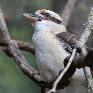 Marcella the Laughing Kookaburra (Dacelo novaeguineae)