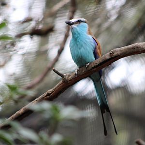 Cotton the Racket-Tailed Roller (Coracias spatulatus)